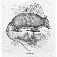 Peba or Six-Banded Armadillo - Antique Print 1856