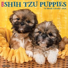 Shih Tzu Puppies 2026 Wall