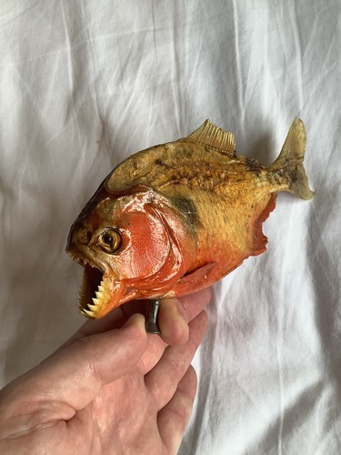 Taxidermy piranha fish - taxidermy.,