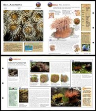 Sea Anemone #29 Invertebrates - Wildlife Explorer Fold-Out Card