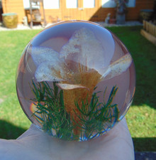 HIPPOCAMPUS EMBEDMENTS LUCITE
