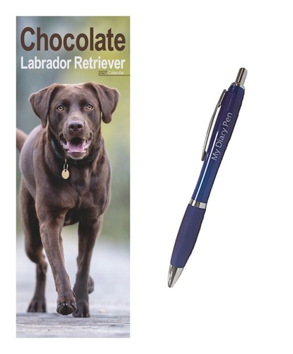 Labrador retriever chocolate - retriever,