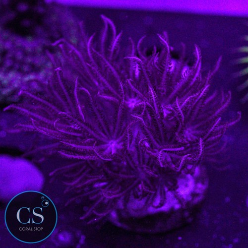 Rare red pulsing xenia - rare,