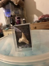 British Fossils Fossil Sharks