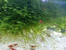 Java moss 5g from a happy shrimp tank
