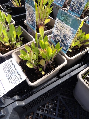 Rudbeckia fulgida - fulgida,