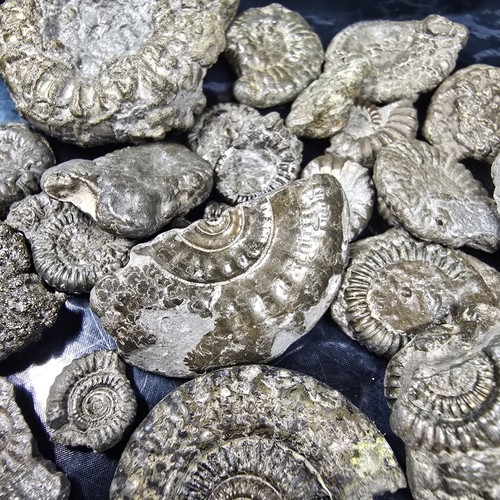 Pyrite ammonite fossil - pyrite,