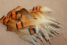 Fly Tying Golden Pheasant