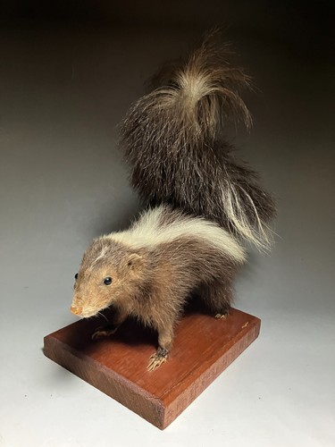 Stuffed animals mephitidae - stuffed,