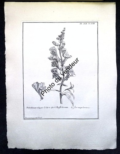 Botanical engraving 18th