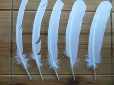 White Turkey Feather x 1 - crafting, milinery, fly tying, smudging, dreamcatcher