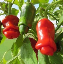 Peter Pepper Chilli Seeds X15 Genuine Quality - UK Seller