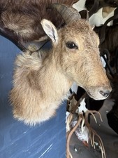 Female Himalayan Tahr Antelope