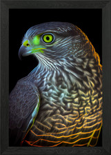 Radiant Goshawk Bird Framed
