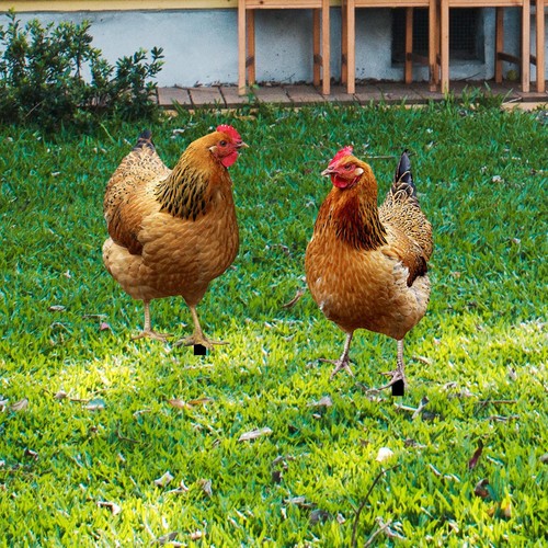 Hen statue garden - garden, stakes