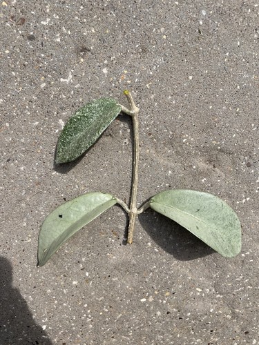 Hoya carnosa grey - hoya, ghost’