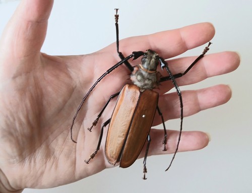 Callipogon armilatus imperious - armilatus,