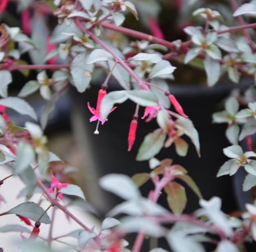 Fuchsia plug plants garden - plug,