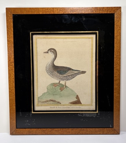 Hand colored martinet - hand,