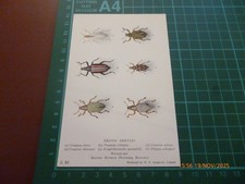 BRITISH MUSEUM EXOTIC BEETLES