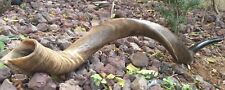 Amazing Kudu Yemenite SHOFAR