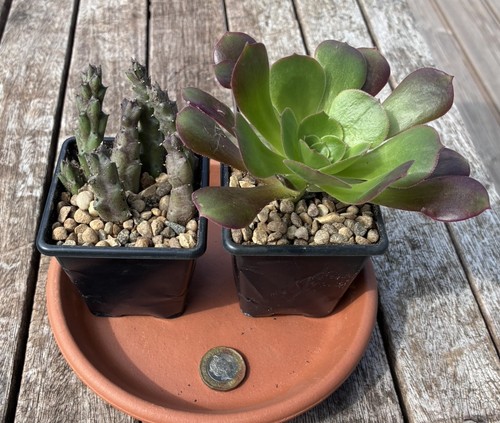 For succulent plants - for, plants,