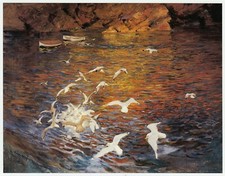 Gulls at Cadgwith Cornwall