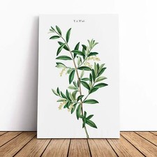 Green Olive Tree Flowers