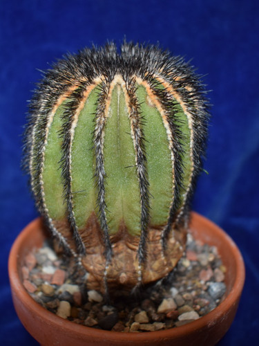 Rare uebelmannia pectinifera - ,