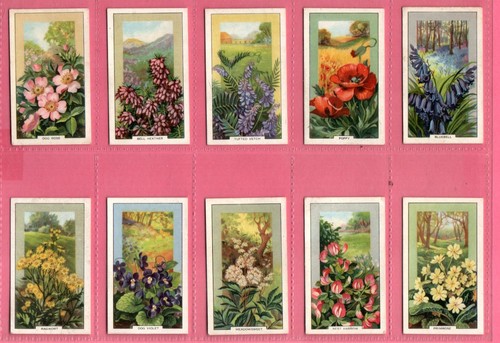 Gallaher wild flowers 1939 - flowers,