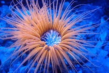 Tube Anemone Marine