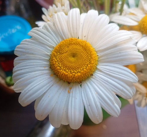 Eye daisy bare root - x,