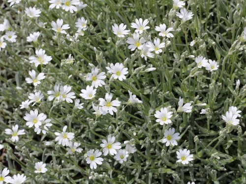 Cerastium tomentosum snow - cerastium, ‘snow