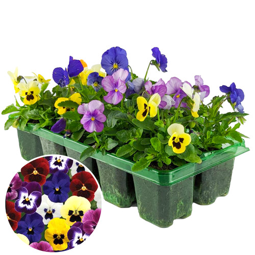 Viola mix pack of - mix,