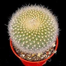 Notocactus haselbergii ball