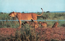 R519771 African Wild Life