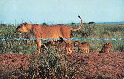 R519771 african wild life - r519771,