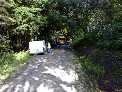 Photo 6x4 forestry - photo,