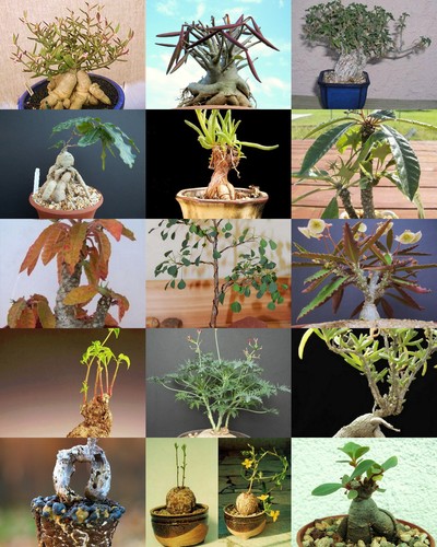 Bonsai plants mix rare base - plants,