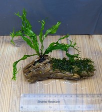 Java Fern On Colla + Moss -