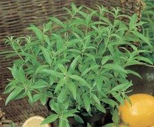 Verbena Lemon Aloysia