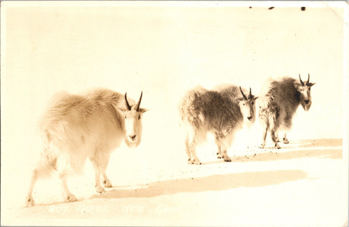 1953 banff alberta - 1953,