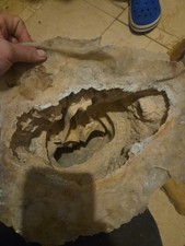 Pair Of Frog Lovers Sitting Latex Mould And Fibreglass Jacket