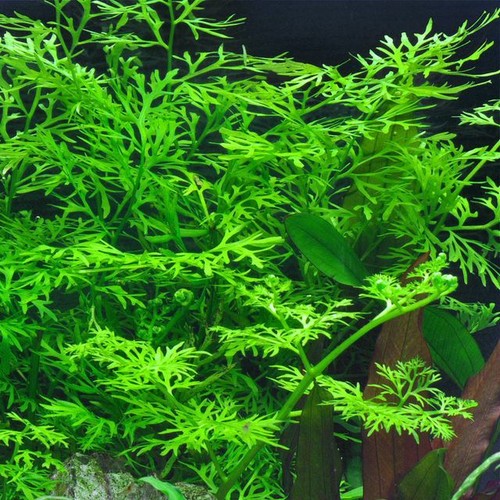Ceratopteris thalictroides - ceratopteris,