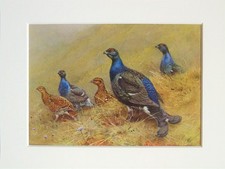 Black Grouse Bird - George