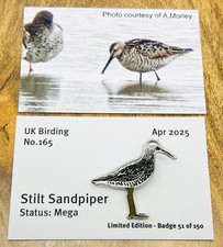Stilt Sandpiper - Pin Design