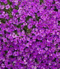 8 x Aubretia Royal Violet
