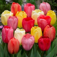 1-50 Mixed Darwin Hybrid Tulip
