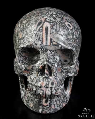 Crinoid fossil hand - 5.0",