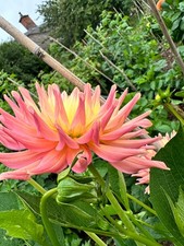 grenidor pastelle medium semi cactus split field dahlia.